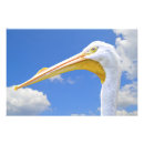Pesquisar por pelicano branco Natureza