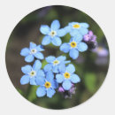 Pesquisar por miosótis adesivos Primavera