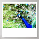 Pesquisar por pintura pavão artes pósteres Azul