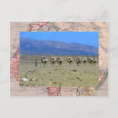 Pesquisar por camelo no deserto cartoes postais Vintage