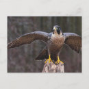 Pesquisar por peregrino Animal