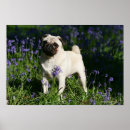 Pesquisar por cão com coroa pôsteres pósteres Flores