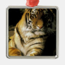 Pesquisar por detroit ornamentos Olho