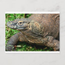 Pesquisar por dragao komodo cartoes postais Indonésia
