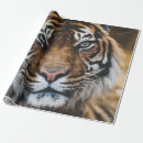 Pesquisar por tiger papel de presente Vida selvagem