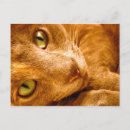 Pesquisar por olhos verdes cartoes postais Gatos