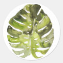 Pesquisar por melancia suculenta adesivos Suculento