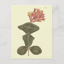 Pesquisar por honey cartoes postais Flor