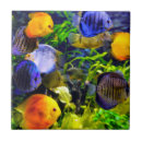 Pesquisar por peixes tropicais azulejos Tropical