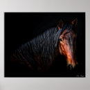 Pesquisar por cavalos pósteres Fotografia