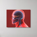 Pesquisar por crânio humano impressão de canvas Close up