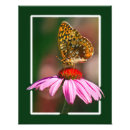 Pesquisar por coneflower roxo Flores