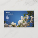 Pesquisar por flores cerejeira de cartao de visita Fotografia