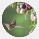 Pesquisar por colibris adesivos Animais