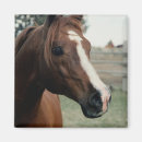 Pesquisar por cavalo árabe imas Equino