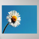 Pesquisar por céu azul pósteres Flor