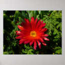 Pesquisar por tapete vermelho pôsteres pósteres Para todos