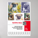 Pesquisar por pug pôsteres pósteres Para pets