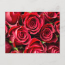 Pesquisar por rosas vermelhas bonitas cartoes postais Flores