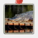 Pesquisar por jacaré para ornamentos Animal