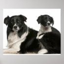 Pesquisar por border collie pósteres Cão