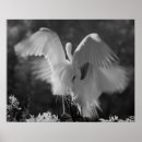 Pesquisar por egrets pôsteres pósteres Florida