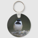 Pesquisar por chickadee Fofofo
