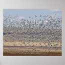 Pesquisar por migração pôsteres pósteres Pássaro