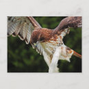 Pesquisar por cauda vermelha cartoes postais Raptor