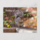 Pesquisar por mendigo cartoes postais Natureza