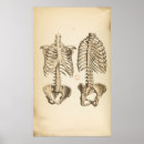 Pesquisar por coluna vertebral pósteres Espinal