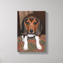 Pesquisar por beagle impressão de canvas Fotografia