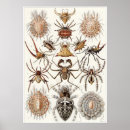 Pesquisar por aracnídeos pôsteres pósteres Haeckel