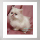 Pesquisar por gato persa branco pôsteres pósteres Fofo