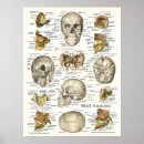 Pesquisar por crânio humano pôsteres pósteres Anatomia