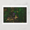 Pesquisar por samambaia selvagem cartoes postais Natureza