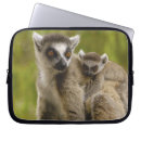 Pesquisar por lemur capas Primata
