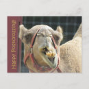 Pesquisar por camelo engraçado cartoes postais Animais