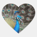 Pesquisar por peafowl adesivos Colorido