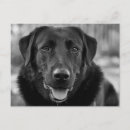Pesquisar por labrador retriever preto cartoes postais Cachorro
