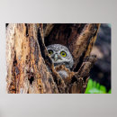 Pesquisar por owlet Bird