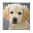 Pesquisar por filhotes de cachorro azulejos Foto