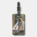 Pesquisar por macacos bagagem tags Animais