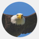 Pesquisar por careca adesivos Haliaeetus leucocephalus