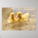 Pesquisar por patos selvagens pôsteres pósteres Fotografia