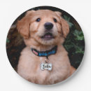 Pesquisar por retriever pratos Animal