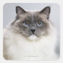 Pesquisar por ragdoll adesivos Felino