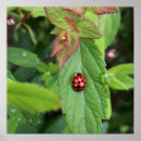 Pesquisar por ladybug pôsteres pósteres Para todos