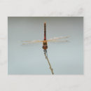 Pesquisar por libélula vermelha cartoes postais Vida selvagem