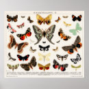 Pesquisar por schmetterling Inseto
